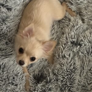 LB The Chihuahua