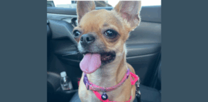 Lupini the Chihuahua