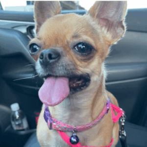 Lupini the Chihuahua