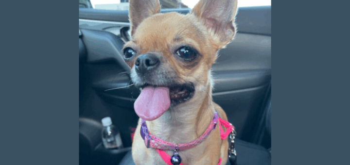 Lupini the Chihuahua