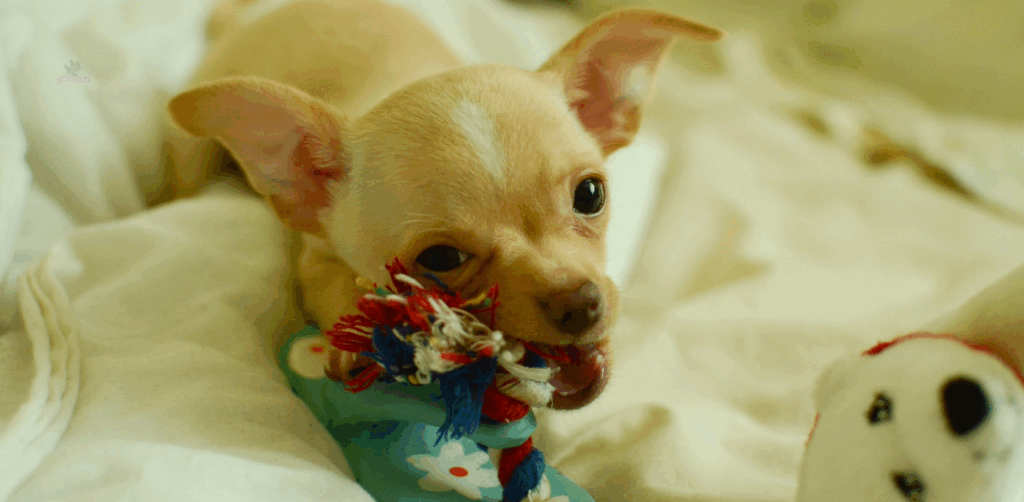 hyperactive chihuahua chewing on a rope toy
