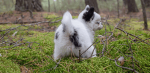 black and white chihuahua going to potty on grass