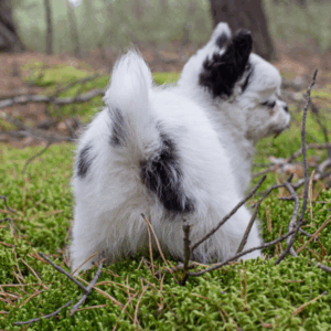 black and white chihuahua going to potty on grass