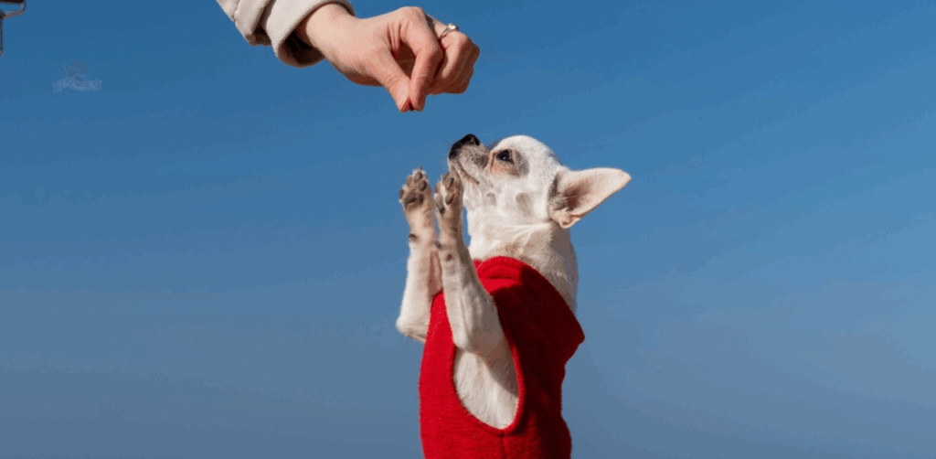 short, structured training sessions for a hyperactive chihuahua